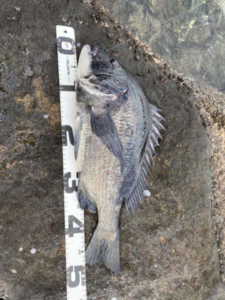 イチノ兄弟、釣果！