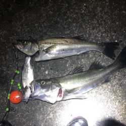 久しぶりのシーバス