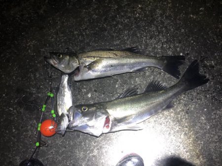 久しぶりのシーバス