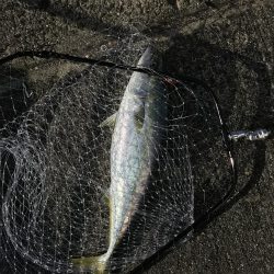 飲ませでメジロ