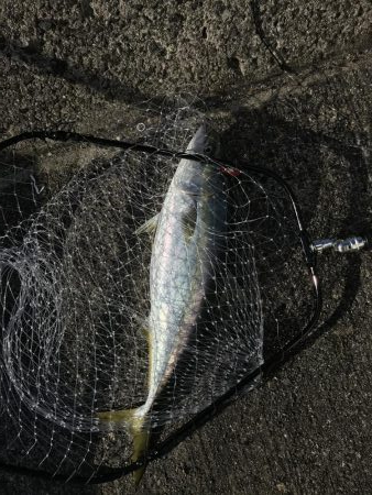 飲ませでメジロ