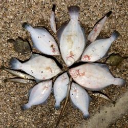 満開 カレイの花