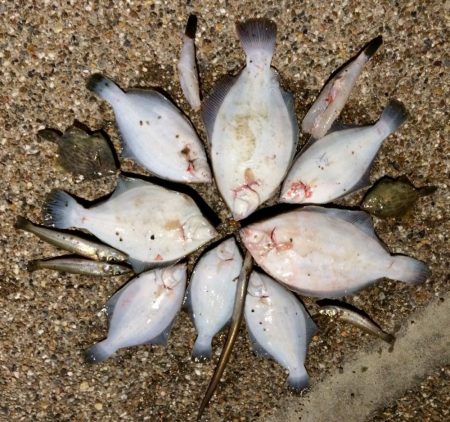 満開 カレイの花