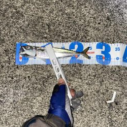 1週間ぶりの浜田市へ、アジング