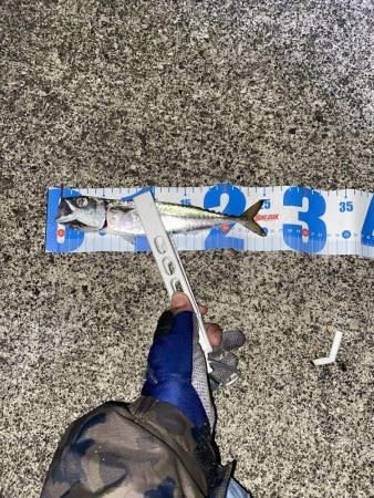 1週間ぶりの浜田市へ、アジング