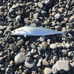 サーフでライトショアジギング