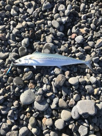 サーフでライトショアジギング