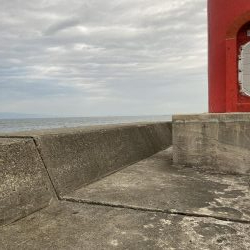 泉佐野一文字 ハマチ