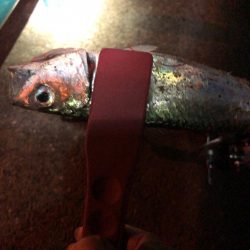 アジが釣りたくて