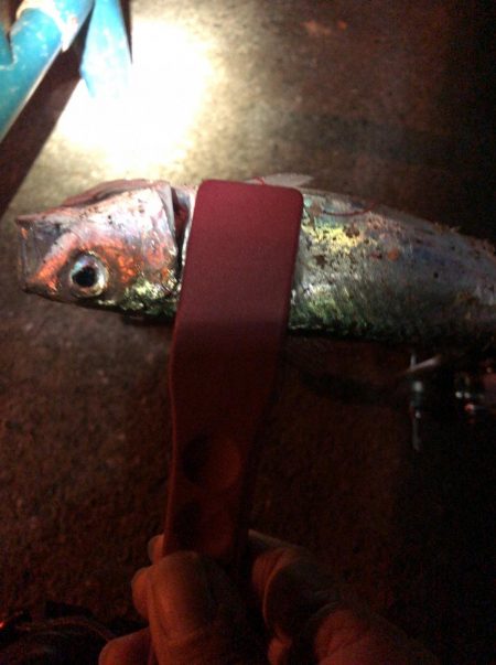 アジが釣りたくて