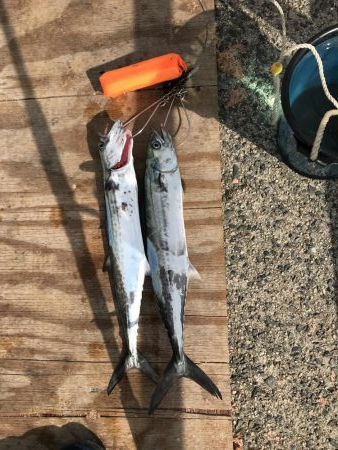 久しぶりの夢港