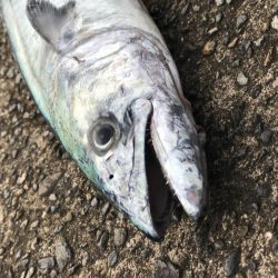 なかなかのヒキ!