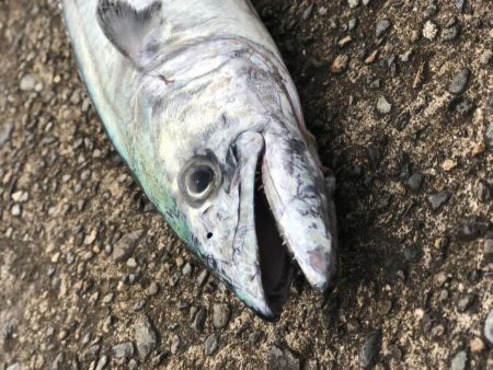 なかなかのヒキ！