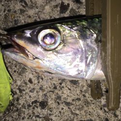 久しぶりに、、