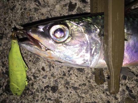 久しぶりに、、