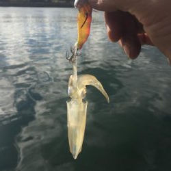 今期初ヒイカデイエギング