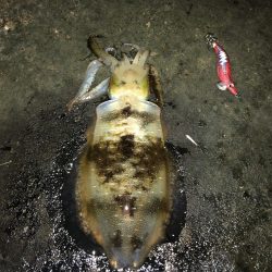 イカさんご機嫌　ラッキーあり