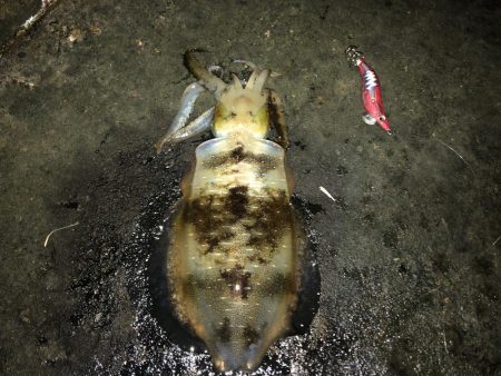 イカさんご機嫌　ラッキーあり