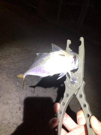 今激アツ　アジング