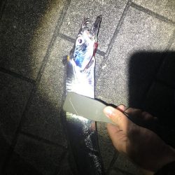 シーサイドコスモで念願のタチウオ