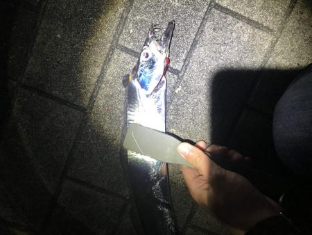 シーサイドコスモで念願のタチウオ