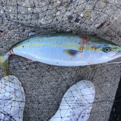 ハマチがポツポツ