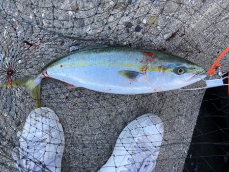 ハマチがポツポツ