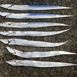 またまた太刀魚釣行