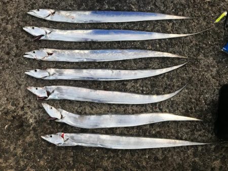 またまた太刀魚釣行