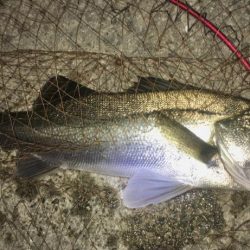 ベイトはたくさんショートバイト地獄