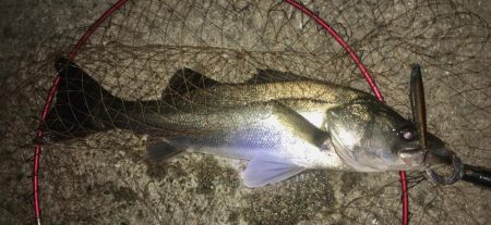 ベイトはたくさんショートバイト地獄