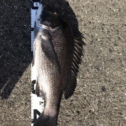 イチノ兄弟、釣果!