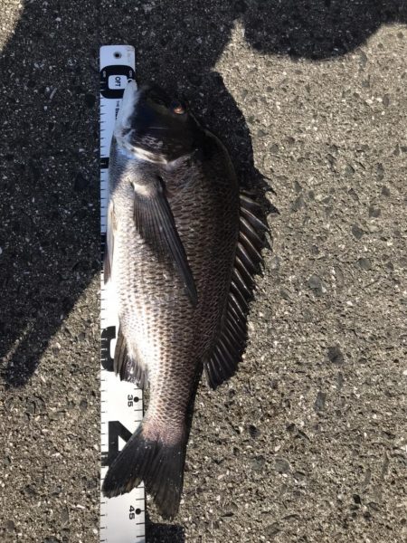 イチノ兄弟、釣果！