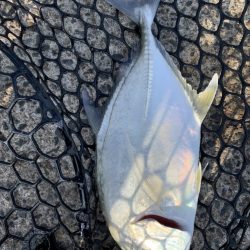 アジングでまさかの…