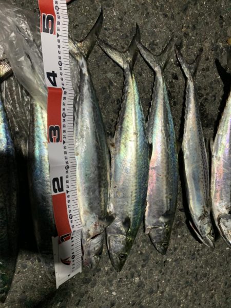 入れ食い爆釣！