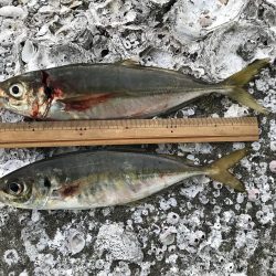 アジ　プラッキング