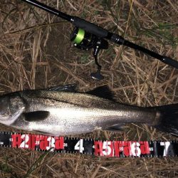 円山川シーバス