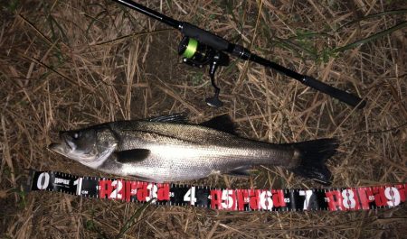 円山川シーバス