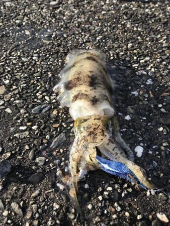 数年ぶりのデイエギング。