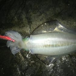 久しぶりの和歌山遠征