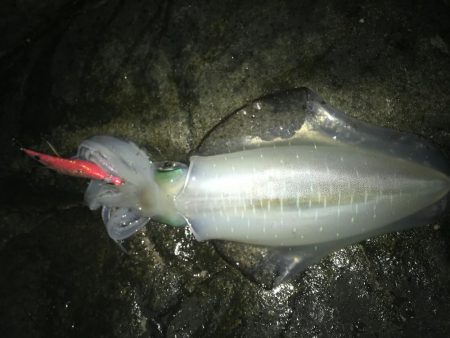 久しぶりの和歌山遠征