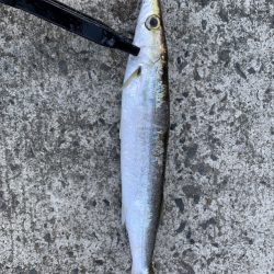 ハマっているアジング