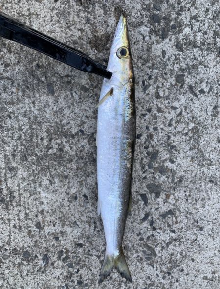 ハマっているアジング