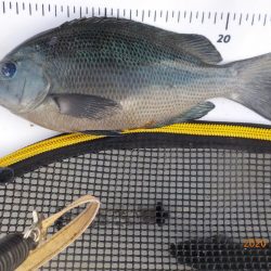 大蔵海岸グレ絶好調