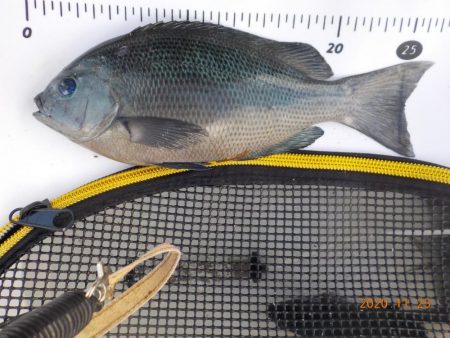 大蔵海岸グレ絶好調