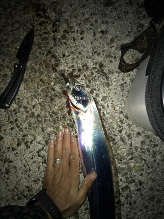 神戸F4太刀魚＆メジロ