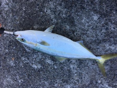 アジングからのショアジギ