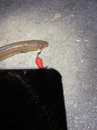 飲ませ青物のはずが