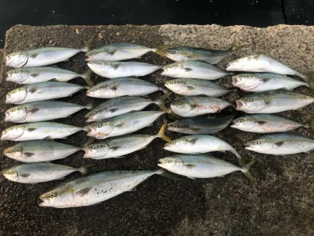 ショアジギング