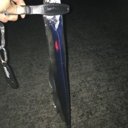 やはりタチウオには針が見えている!